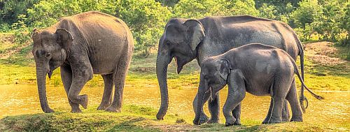 Elephants love being free together in the wild.