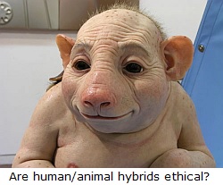 Human/animal hybrids.