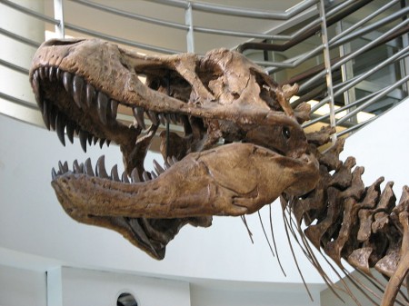 Tyrannosaurus rex skull - Photo by EncycloPetey