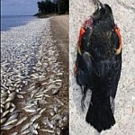 Mass deaths of fish and birds .. why?