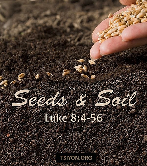 Seeds+Soil