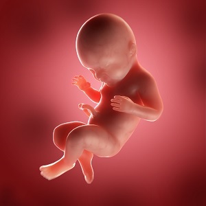 before the womb
